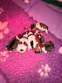 Meravigliosa cucciolata di Bouledogue Francesi