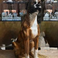 Scultura di cane boxer