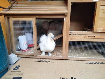 Gallina moroseta ovaiola