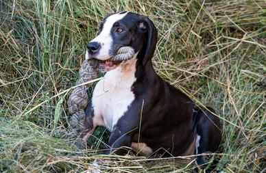 Cucciola di alano