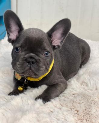 Bulldog francese maschio