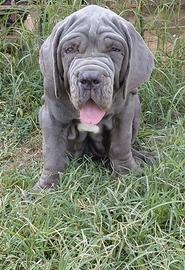 mastino napoletano 