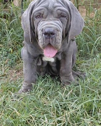 mastino napoletano 