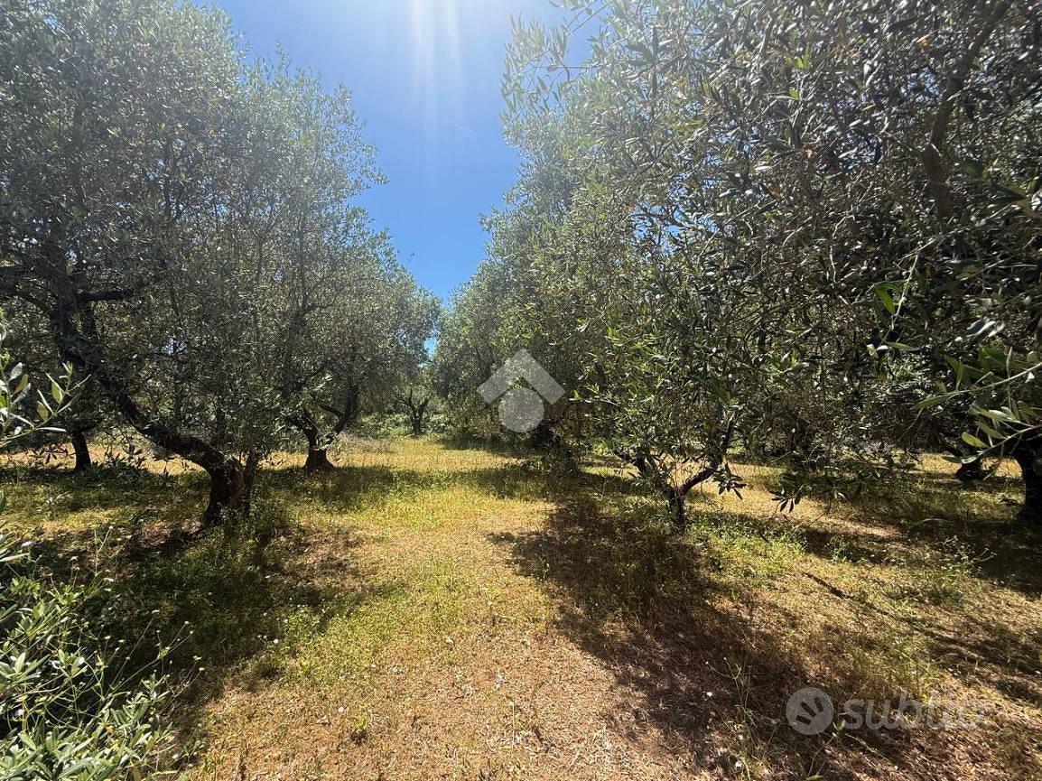 TER. AGRICOLO A CANALE MONTERANO - Vista 4