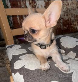 Chihuahua