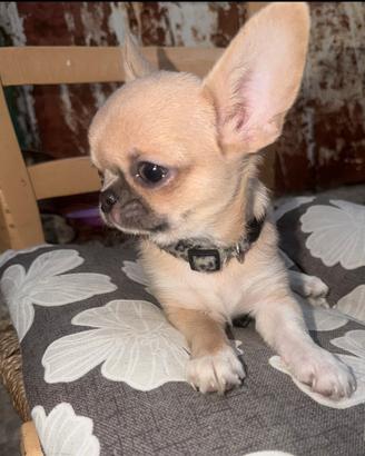 Chihuahua