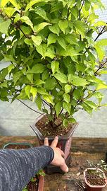 Bonsai Callicarpa iapponica possibile spedizione