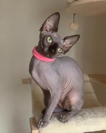 Sphynx femmina