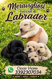 Cuccioli di Labrador