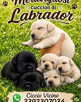 Cuccioli di Labrador