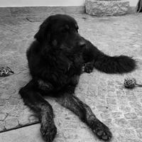 Cane pastore della Sila