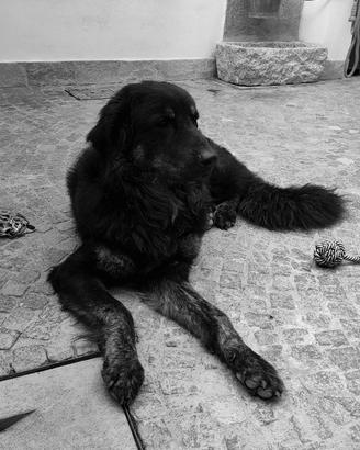 Cane pastore della Sila