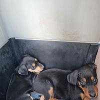 Grifo nero valnerina