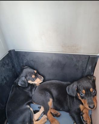 Grifo nero valnerina