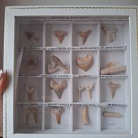 Collezzione Fossili denti squalo