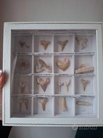 Collezzione Fossili denti squalo