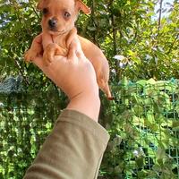 Mini pincher toy 2 maschi rimasti