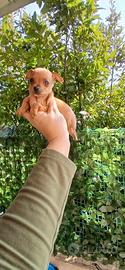 Mini pincher toy 2 maschi rimasti