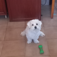 Cane maltese disponibile per accoppiamento