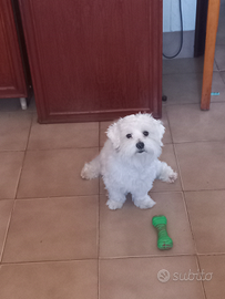 Cane maltese disponibile per accoppiamento