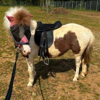 Sella pony/mini pony/shetland