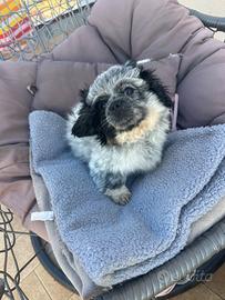 Cucciolo maschio pechinese