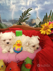 Taglia-- Piccolissimi -- Maltesini-