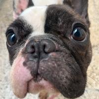 Bulldog francese femmina