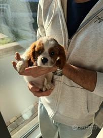 Cavalier king