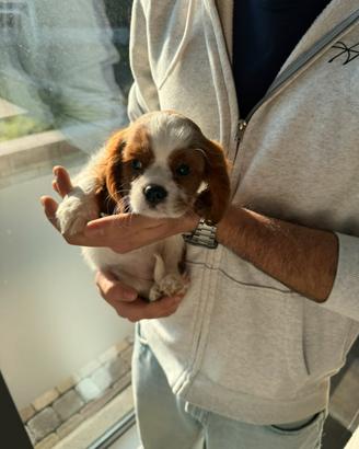 Cavalier king