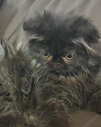 Gattina persiana nero smog