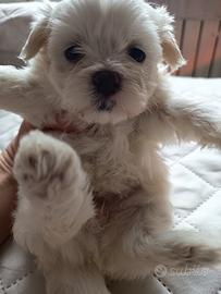 Cuccioli maltese minuscoli