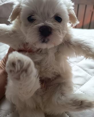 Cuccioli maltese minuscoli