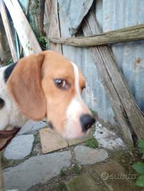 Beagle maschio originale