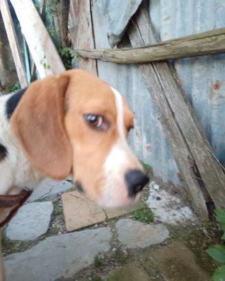 Beagle maschio originale