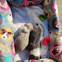 Cuccioli di Border Collie