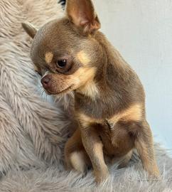 Chihuahua femmina occhi verdi