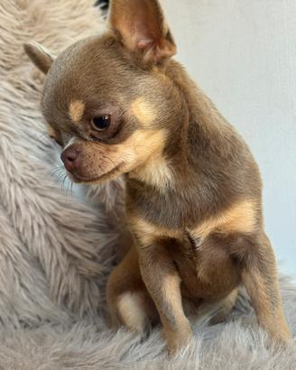 Chihuahua femmina occhi verdi