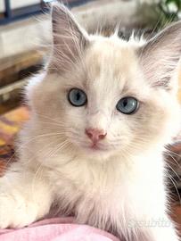 Cucciolo di gatto Siberiano mix