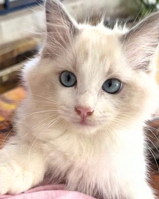 Cucciolo di gatto Siberiano mix