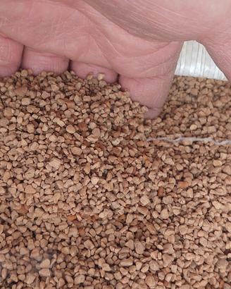 nocciolino di olive pulito e asciutto
