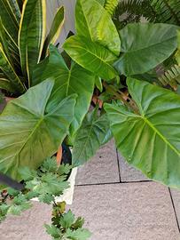 Alocasia, orecchie di elefante