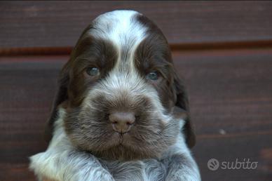 Cuccioli cocker spaniel inglese con pedigree
