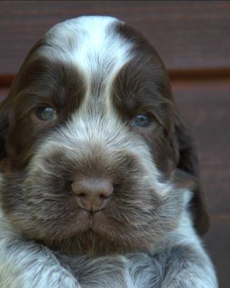 Cuccioli cocker spaniel inglese con pedigree