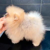 Spitz Pomeranai Toy nano