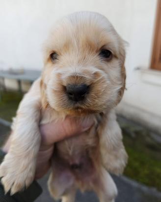 Cuccioli di cocker spaniel