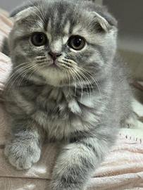 Scottish Highlandfold