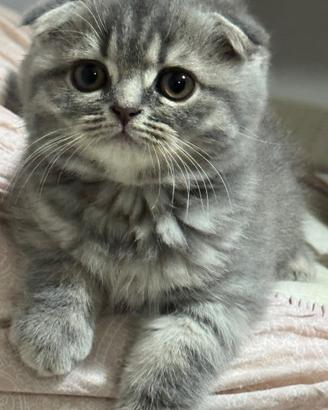 Scottish Highlandfold