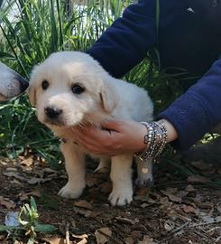 Dolci cuccioli in adozione