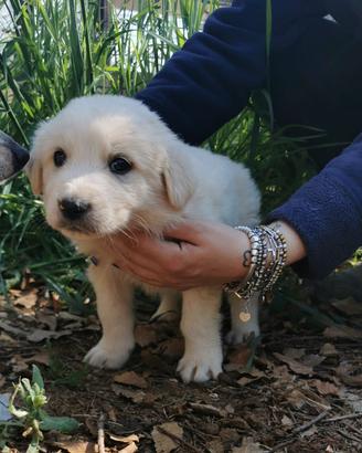 Dolci cuccioli in adozione
